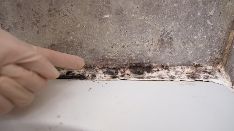 Mold Documentation for Insurance Claims in Montpelier, VT